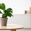 Why kitchen plants matter beyond decoration