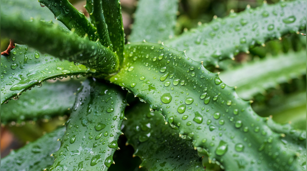 Aloe Vera