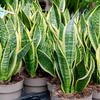 Snake Plant