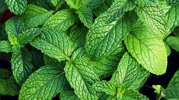 Mint