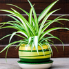 Spider Plant