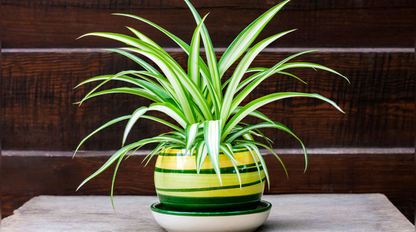 Spider Plant