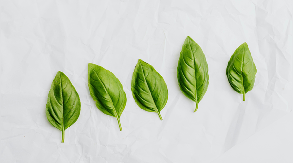 Basil