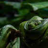 The Green Anaconda