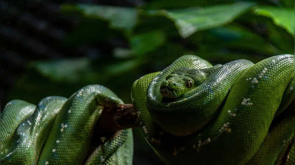 The Green Anaconda