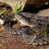 The Fer-de-Lance