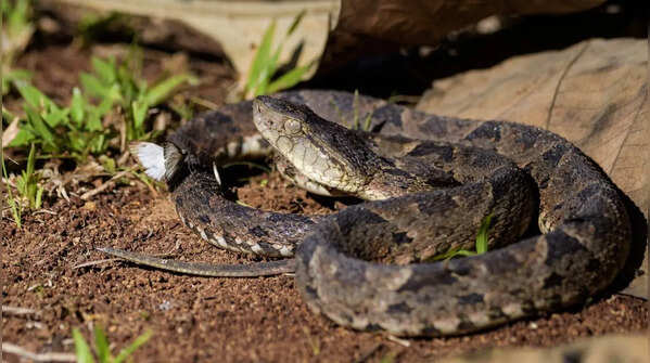 The Fer-de-Lance