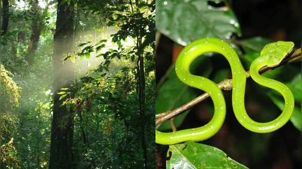 The rare and unique snakes of Amazon rainforest
