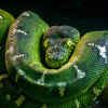 The Emerald Tree Boa