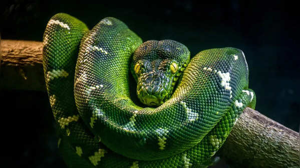 The Emerald Tree Boa