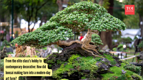 From the elite class's hobby to contemporary decorative: How did bonsai making turn into a modern-day art form?