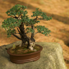 Bonsai is an art!