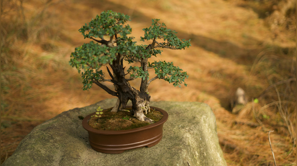 Bonsai is an art!
