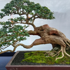 Bonsai originated in ancient China thousands of years ago!