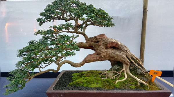 Bonsai originated in ancient China thousands of years ago!