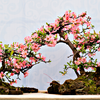 What is the modern form of bonsai today