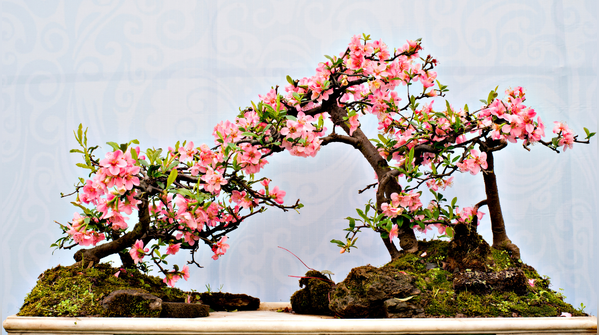 What is the modern form of bonsai today