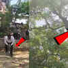 Article image for: Monkey Snatches ₹2 Lakh Bag In UP Court, Climbs Tree And Showers Currency Notes From Above