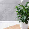 Peace Lily (Spathiphyllum)