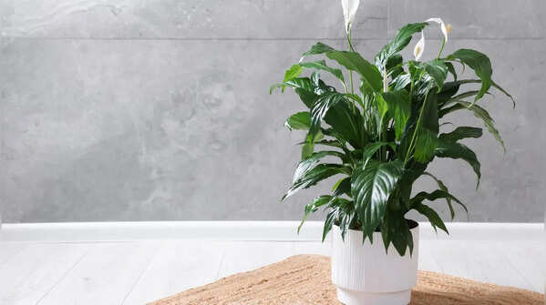 Peace Lily (Spathiphyllum)