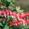  Bleeding Heart (Lamprocapnos spectabilis)