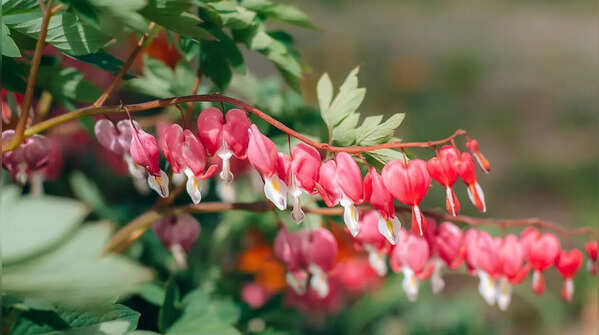 Bleeding Heart (Lamprocapnos spectabilis)