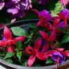  Fuchsia