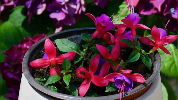 Fuchsia