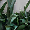 Cast Iron Plant (Aspidistra elatior)