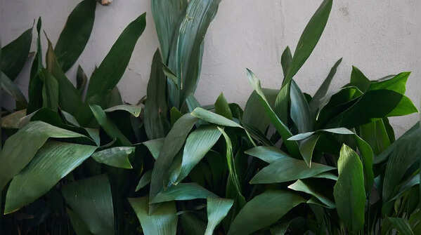 Cast Iron Plant (Aspidistra elatior)