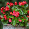 Begonias 
