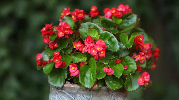 Begonias