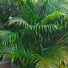 Areca Palm