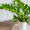 ZZ Plant