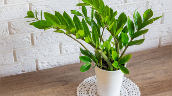 ZZ Plant