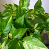 Pothos