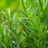 Rosemary