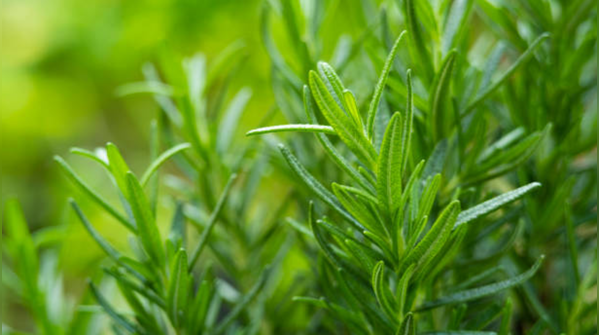 Rosemary