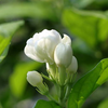 Jasmine