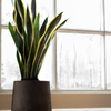Snake Plant
