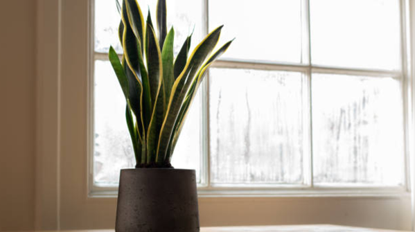 Snake Plant