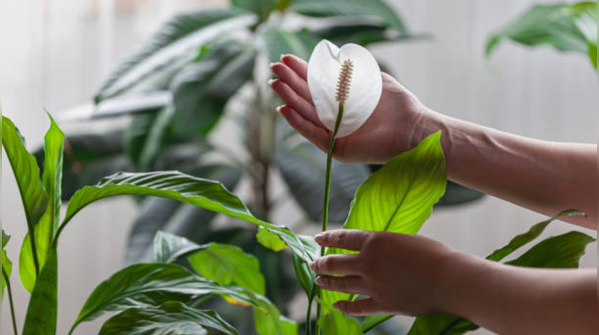 Peace Lily