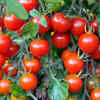 Cherry tomatoes – delicious finishing touches