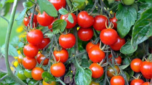 Cherry tomatoes – delicious finishing touches