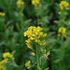 Mustard greens – productive spicy plant