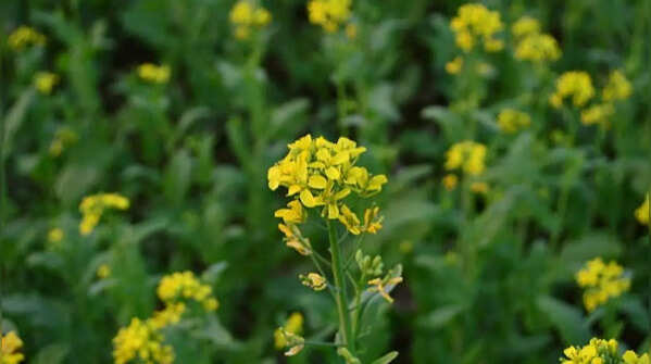 Mustard greens – productive spicy plant