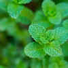Mint and Swiss chard – the most productive plants