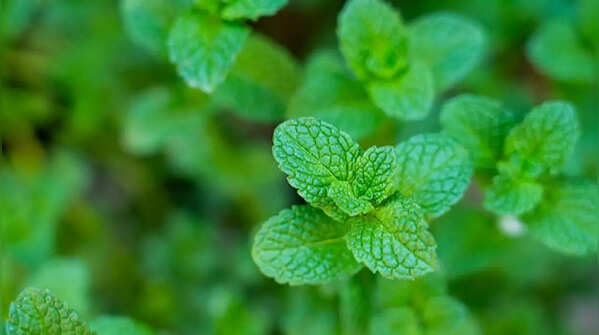 Mint and Swiss chard – the most productive plants