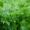 Coriander and parsley – flavoring herbs