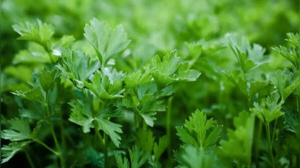 Coriander and parsley – flavoring herbs